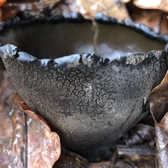 Urnula