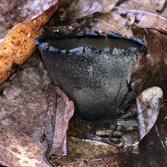 Urnula