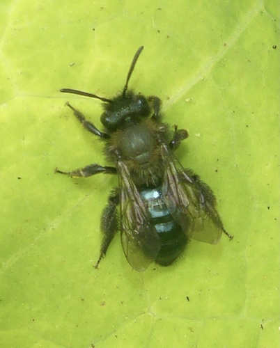 Blue-and-black Mining Bee photo 6