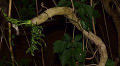 Philodendron warszewiczii