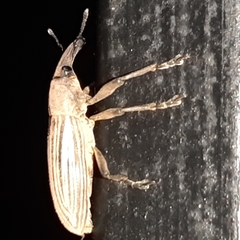 Lixus apterus