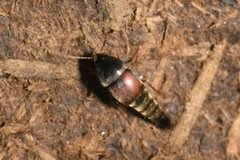 Sepedophilus marshami