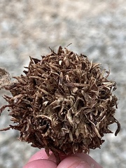 Altingiaceae