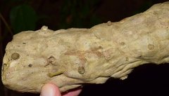 Philodendron warszewiczii