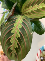 Maranta