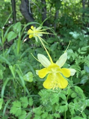 Aquilegia longissima