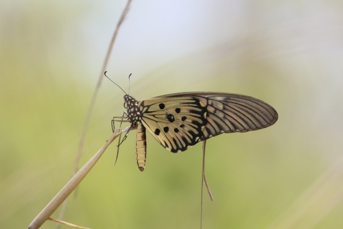 Giant African Swallowtail