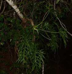 Philodendron warszewiczii