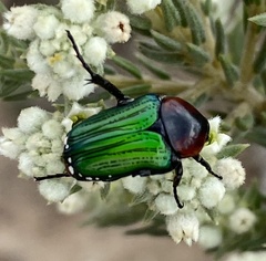 Leucocelis haemorrhoidalis