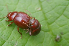 Chrysolina porphyrea