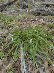 Carex concinnoides