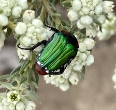 Leucocelis haemorrhoidalis