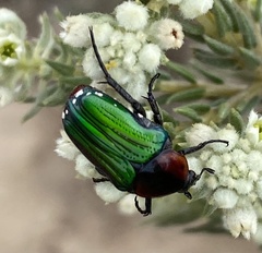 Leucocelis haemorrhoidalis