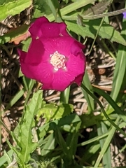 Callirhoe papaver