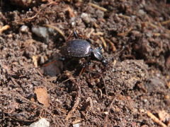Cychrus attenuatus
