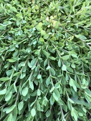 Hypericum humifusum