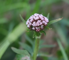 Valeriana dioica