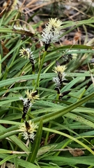 Carex concinnoides