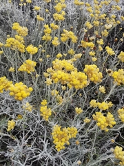 Helichrysum arenarium