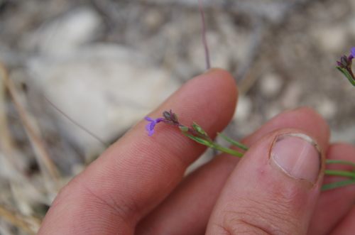 Image of Verbena perennis by (c) Eric Knight, some rights reserved (CC BY)