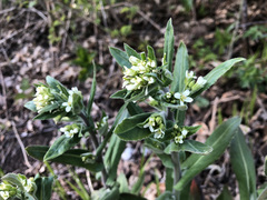 Pseudoturritis turrita