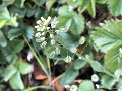 Noccaea perfoliata