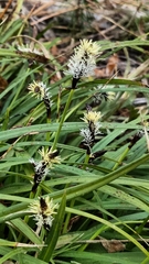 Carex concinnoides