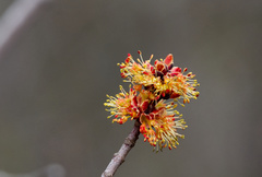 Acer rubrum image