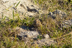 Ctenomys flamarioni