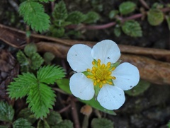 Fragaria nubicola