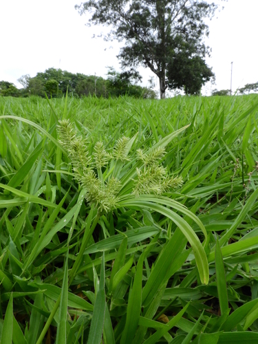 Cyperus meyenianus