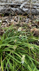 Carex concinnoides