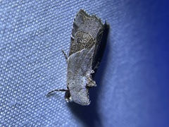 Gonodes liquida