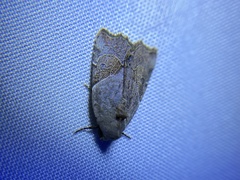 Gonodes liquida
