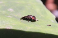 Notogramma