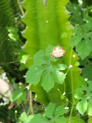 Gasteracantha cancriformis