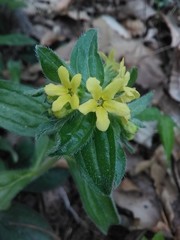 Lithospermum tuberosum
