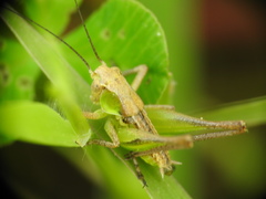 Tettigoniinae