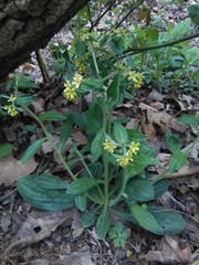 Lithospermum tuberosum