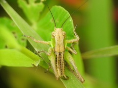 Tettigoniinae