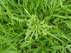 Cyperus meyenianus