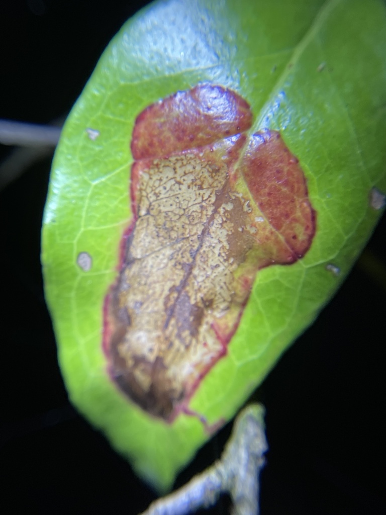Chilocampyla dyariella