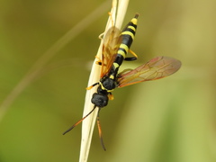 Trachelus flavicornis