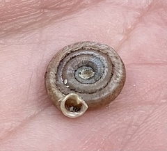 Polygyra septemvolva