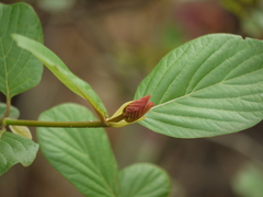 Mitragyna parvifolia