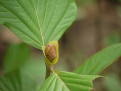 Mitragyna parvifolia
