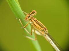 Platycnemis latipes