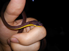 Synophis niceforomariae