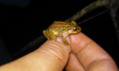 Pristimantis cruentus