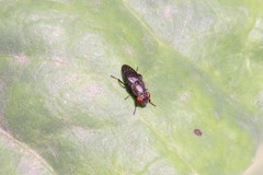 Notogramma